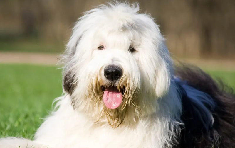 Old English Sheepdog Gifts, Mugs & Memorials for Dog Lovers