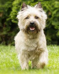 Cairn Terrier Gifts, Mugs & Memorials for Dog Lovers