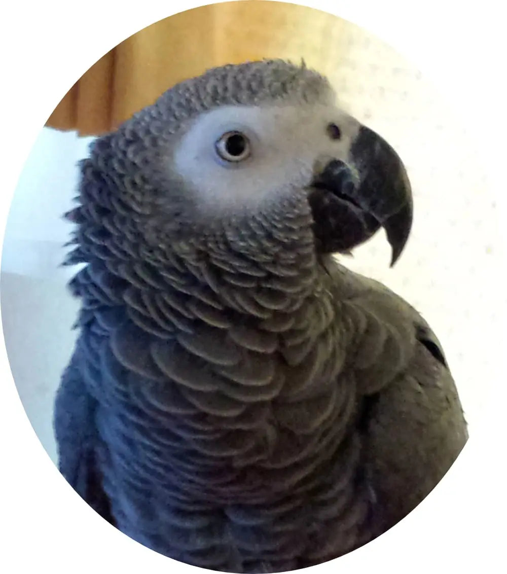 coco.png