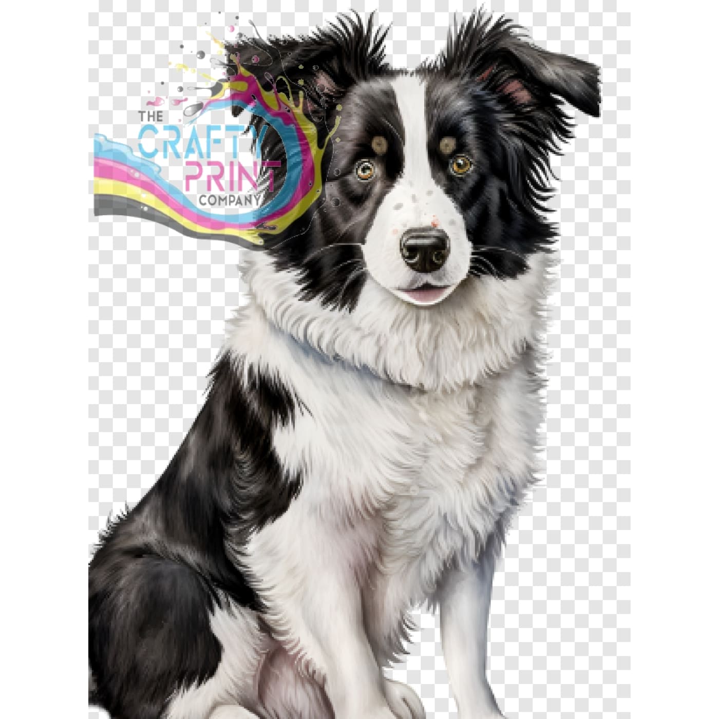 Border Collie Bundle - Gift Giving